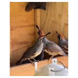 2-Gamble Quail- 2026 Hatch straight run