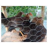 1-Rooster & 3-Pullet Brown leghorns, Born 6/20
