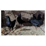 4 german modenas, mated pair