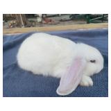 French lop buck, out of pedigreed stock, no paper
