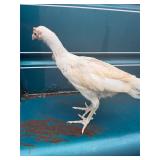 Laughing Chick, believed to be a pullet.
