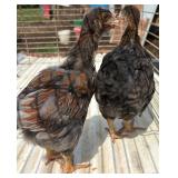 2 Blue laced red Wyandotte 2 months old