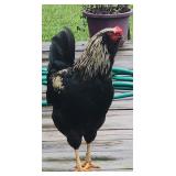 Alfred aka 'Alfie' 2026 April Hatch Homestead Roo