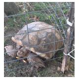 Huge - Grown Giant Sulcata Tortoise!
