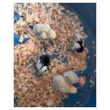 8-Bantam Cochin Chicks, out of show stock