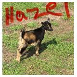 Nigerian Dwarf Hazel was born July 6, 2026