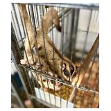 4 Month old male Sugar Glider male