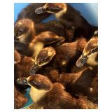 Two ducklings from this bunch. Breed is a mystery.