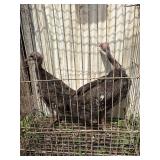 2 Bronze turkey poults 3 months old