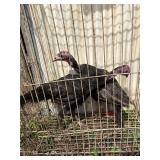 2 black Spanish turkey poults 3 months old