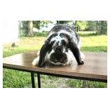 Petunia is an 8 month old pedigreed mini lop