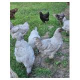 Trio of 6-7 month old Lavender Orpingtons, laying
