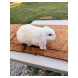 White lop buck.