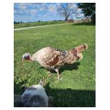 1 1/2 year old Sweetgrass jake, super tame!!