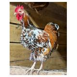 Jubilee Orpington rooster