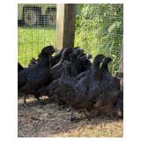 Ayam Cemani/fibrocana 1M:3f subadults