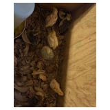 9 Coturnix Quail will be two weeks old