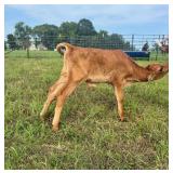 Registered A2 Jersey Steer, Great show prospect