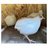 15 Jumbo White Coturnix Quail. Straight run