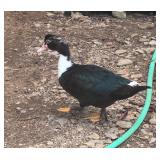 Flashy Black and White Spotted Muscovy Hen