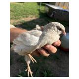 White/light coturnix quail trio 1M 2F laying
