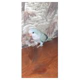 8 week old blue pied Quaker parrot, hand tame