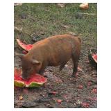 Solid red 12 week old kunekune gilt