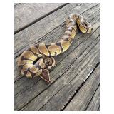 F- Ball Python. Morph- Enchi DH DG Clown