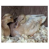 Buff Call Duck Pair, super nice coloring!