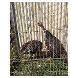 2 bronze turkey poults, 2 months old