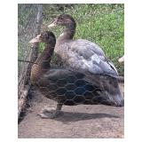 2 Muscovy ducks that appear to be both Female