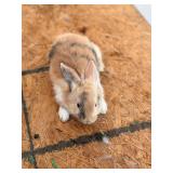 Doe rabbit . 6 weeks old