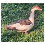 Flashy - Chocolate and White Splash Muscovy Hen
