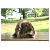 Hank is a 6 month old pedigreed holland lop