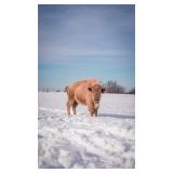 White Bison Cow (3ï¿½ years old)