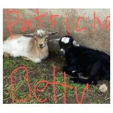 Patricia & Betty are Nigerian Dwarf Doelings
