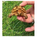 Four month old Sulcata hatchling