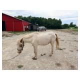 Paint mare and stud Colt, mare bred back