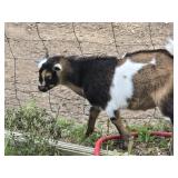 11 week old Nigerian dwarf buckling tri colored
