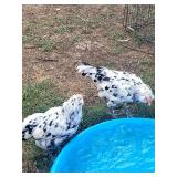 1 Pair of 6 months old Ermine Ameraucana