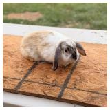 Lop buck.