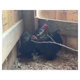 Tiny Cochin Bantam Trio, super gentle