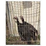 2 black Spanish turkey poults 3 months old