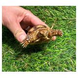 Four month old Sulcata hatchling