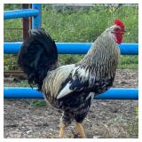 Easter egger rooster