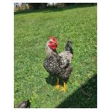 Pair of 7 month old Silver Laced Wyandottes