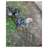 Pair of 7 month old Silver Laced Wyandottes