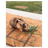 Doe rabbit. 6 weeks old