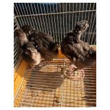 3 English chocolate Orpington, 1 months old