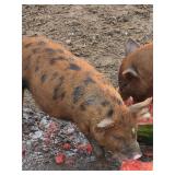 12 week old kunekune gilt. Friendly